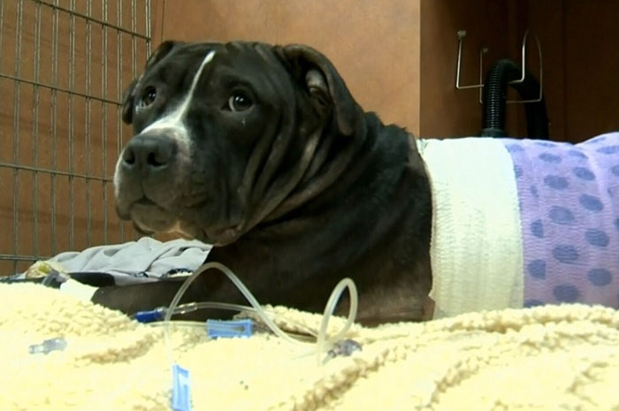 64 Times Dogs Surprised Humans With Their Incredibly Heroic Acts