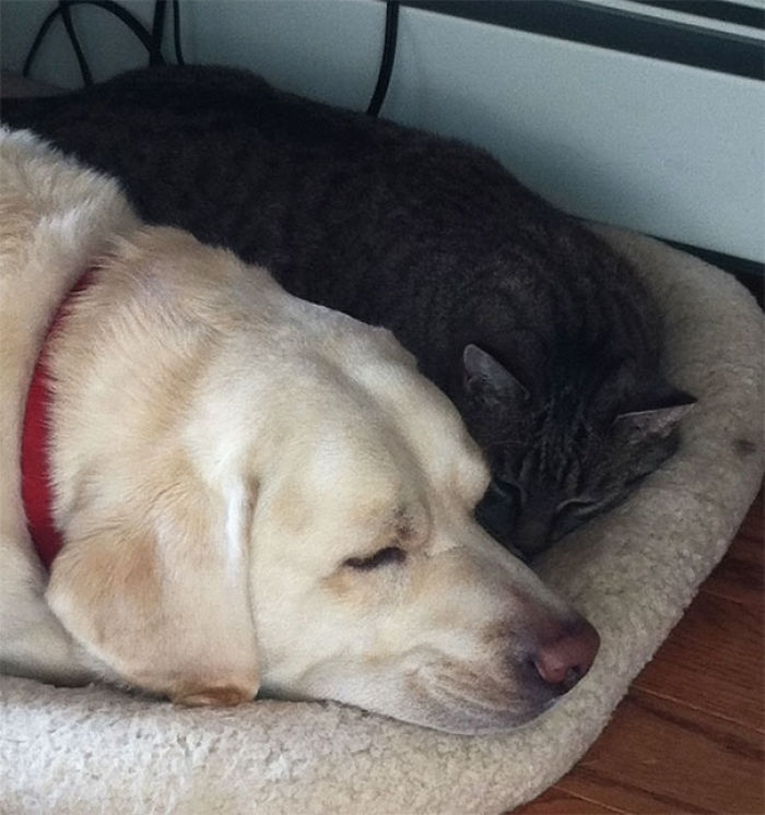 64 Times Dogs Surprised Humans With Their Incredibly Heroic Acts