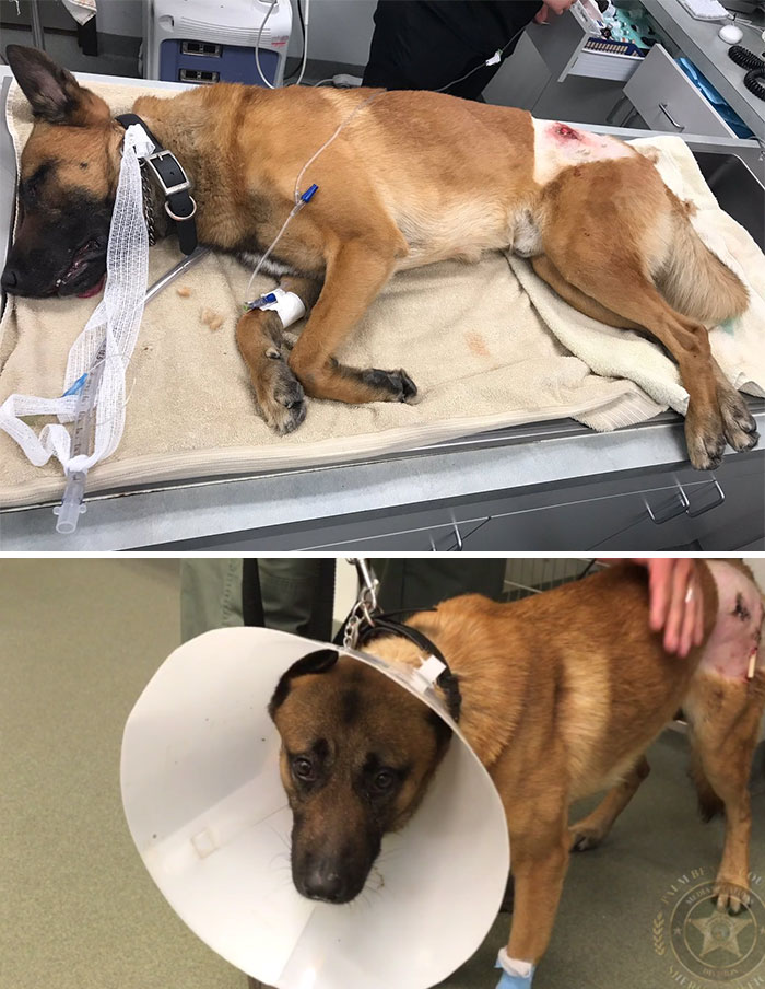 64 Times Dogs Surprised Humans With Their Incredibly Heroic Acts