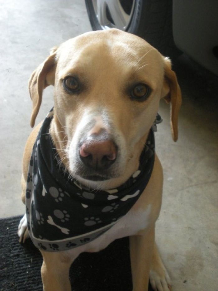 64 Times Dogs Surprised Humans With Their Incredibly Heroic Acts