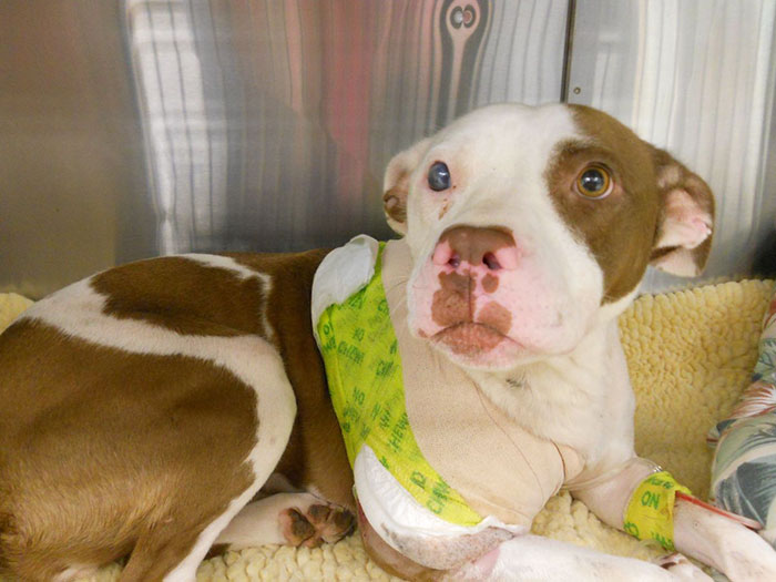 64 Times Dogs Surprised Humans With Their Incredibly Heroic Acts