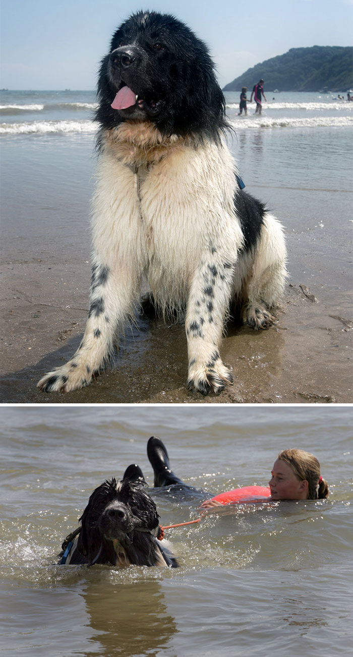 64 Times Dogs Surprised Humans With Their Incredibly Heroic Acts