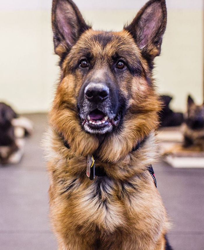 64 Times Dogs Surprised Humans With Their Incredibly Heroic Acts