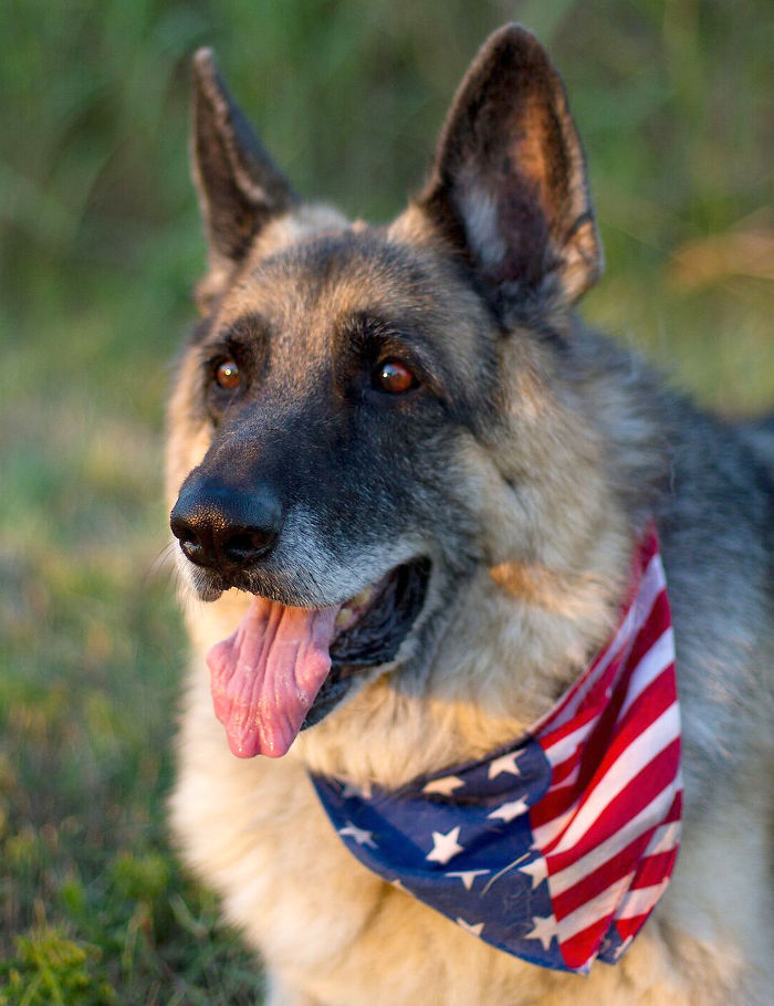 64 Times Dogs Surprised Humans With Their Incredibly Heroic Acts