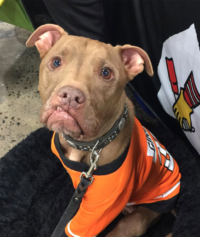 64 Times Dogs Surprised Humans With Their Incredibly Heroic Acts