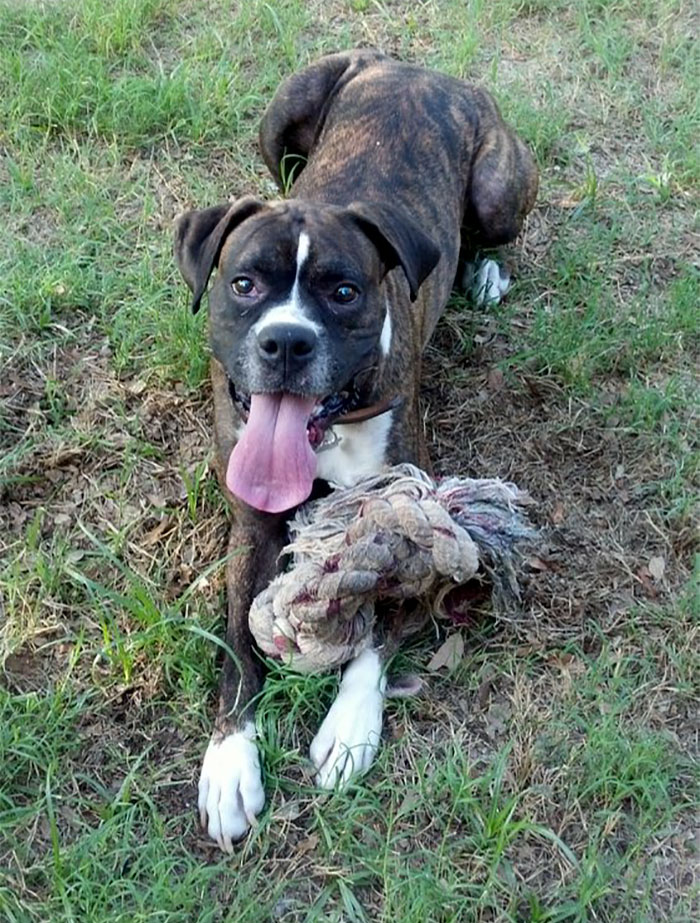 64 Times Dogs Surprised Humans With Their Incredibly Heroic Acts