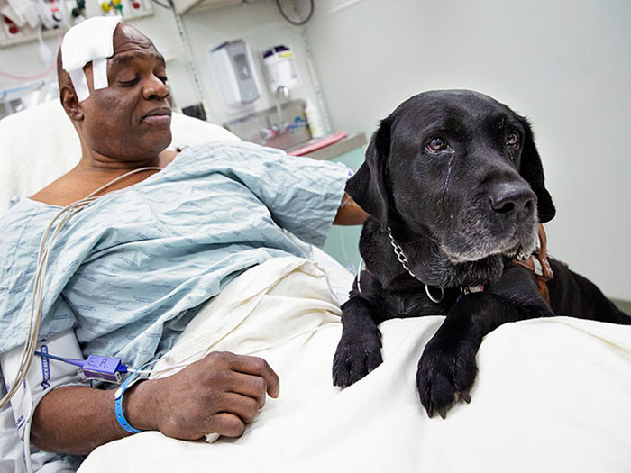 64 Times Dogs Surprised Humans With Their Incredibly Heroic Acts