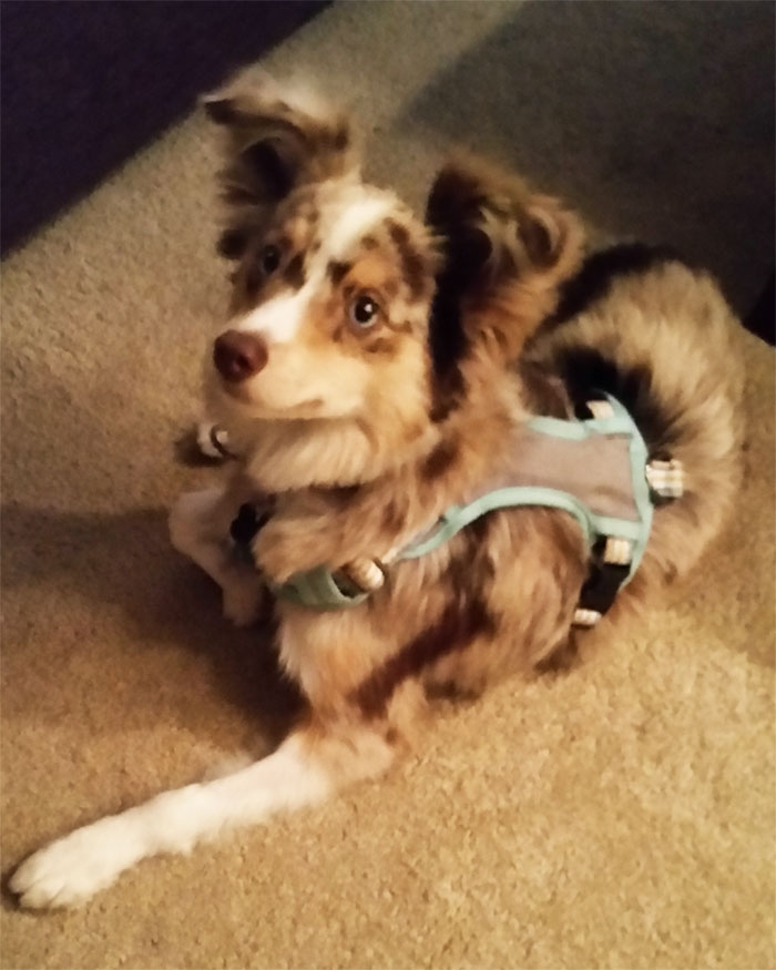 64 Times Dogs Surprised Humans With Their Incredibly Heroic Acts