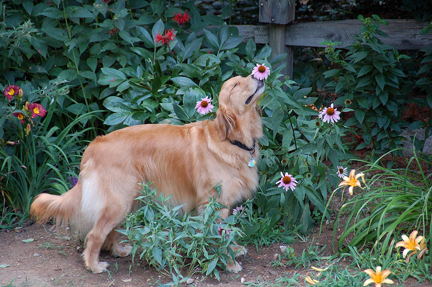Animals Sniffing Flowers Is The Cutest Thing Ever (20 Pics) Animals Sniffing Flowers Is The Cutest Thing Ever (20 Pics)