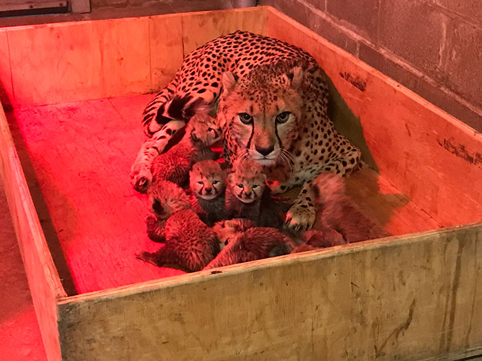 This Super Mom Has Just Given Birth To A Record Number Of Cubs, And Their Pics Are Too Cute