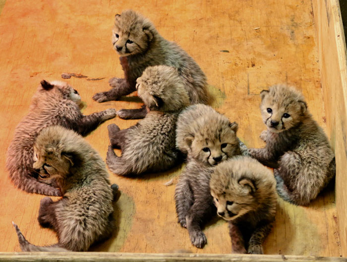 This Super Mom Has Just Given Birth To A Record Number Of Cubs, And Their Pics Are Too Cute