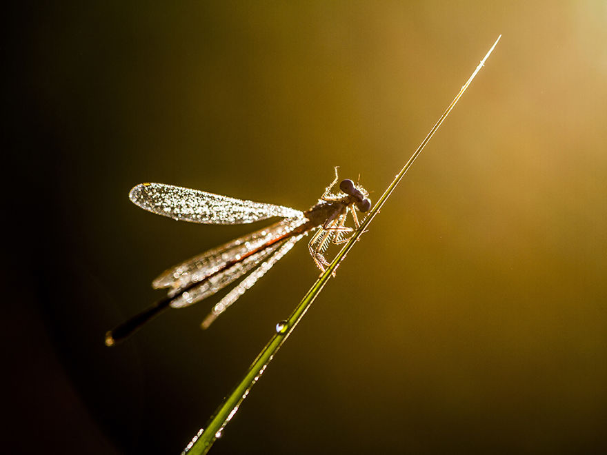 I Photograph Dragons And Damsels I Photograph Dragons And Damsels