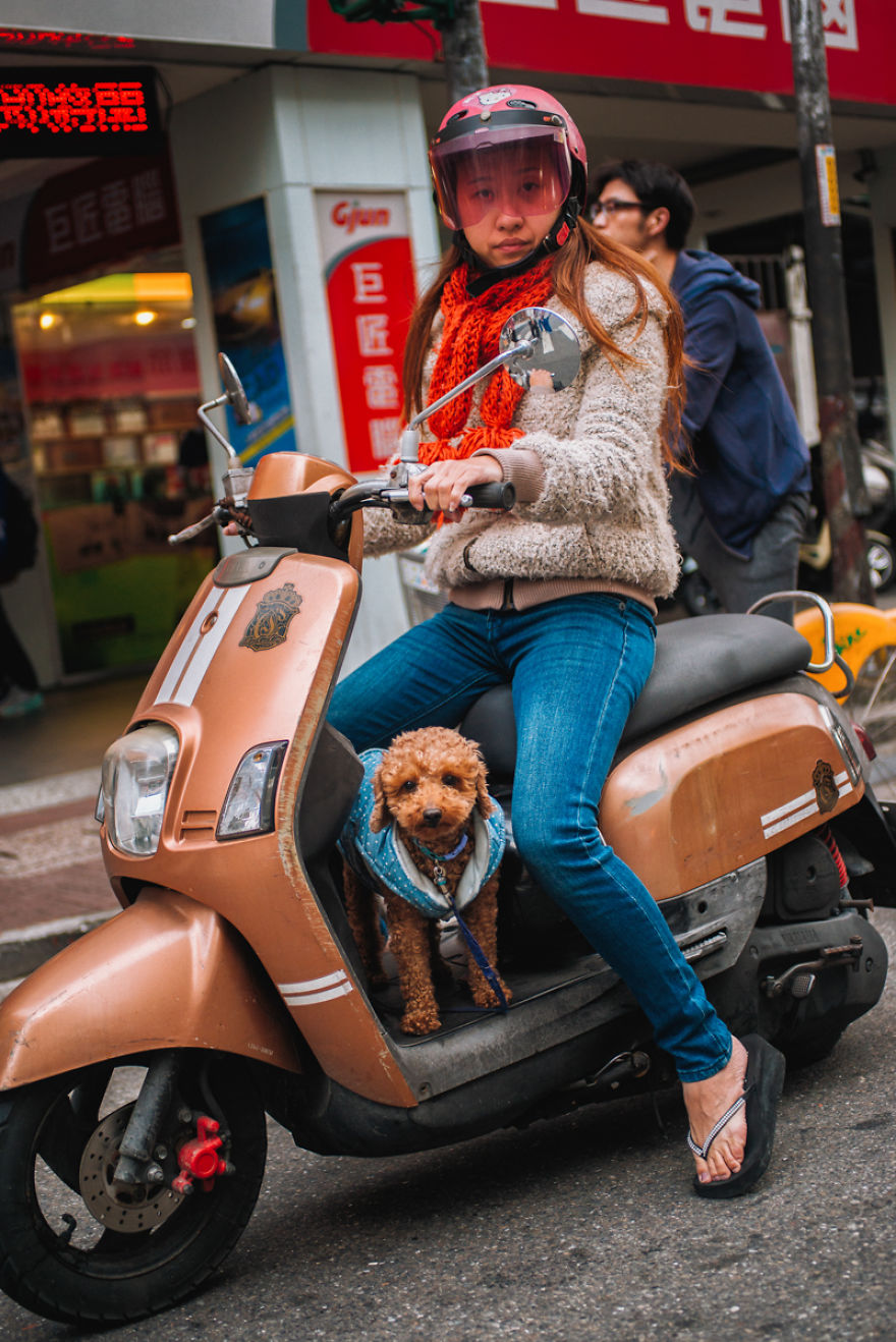 Dogs On Scooters Dogs On Scooters