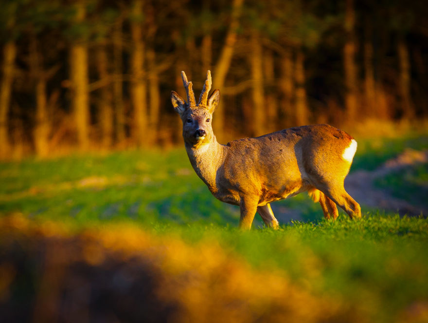 My Favourite Photos From A Small City Of Swidwin In Poland Which I Took In Last 2 Years My Favourite Photos From A Small City Of Swidwin In Poland Which I Took In Last 2 Years