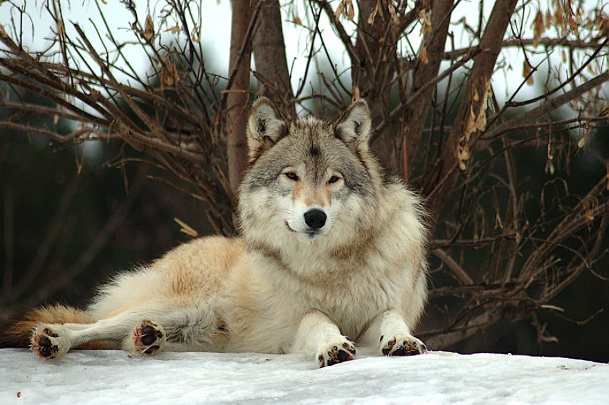 I Shoot Dog-Like Animals And Here Are A Baker’s Dozen Why!