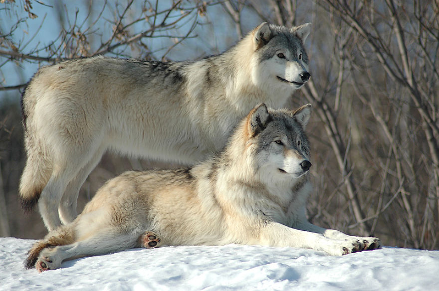 I Shoot Dog-Like Animals And Here Are A Baker’s Dozen Why!