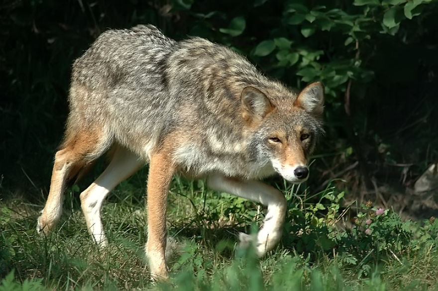 I Shoot Dog-Like Animals And Here Are A Baker’s Dozen Why!