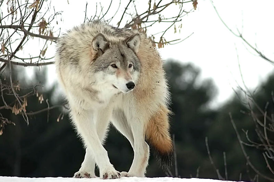 I Shoot Dog-Like Animals And Here Are A Baker’s Dozen Why!