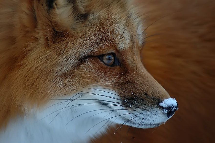 I Shoot Dog-Like Animals And Here Are A Baker’s Dozen Why!