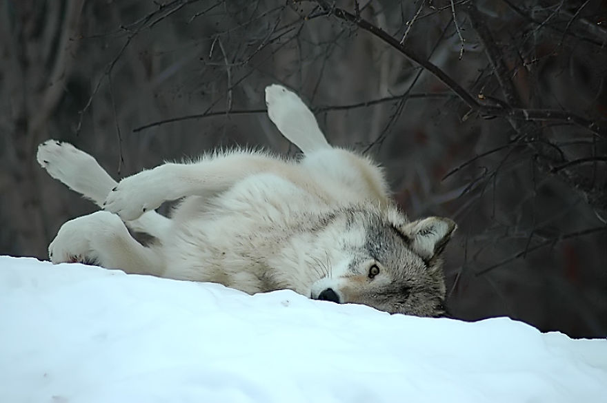 I Shoot Dog-Like Animals And Here Are A Baker’s Dozen Why!