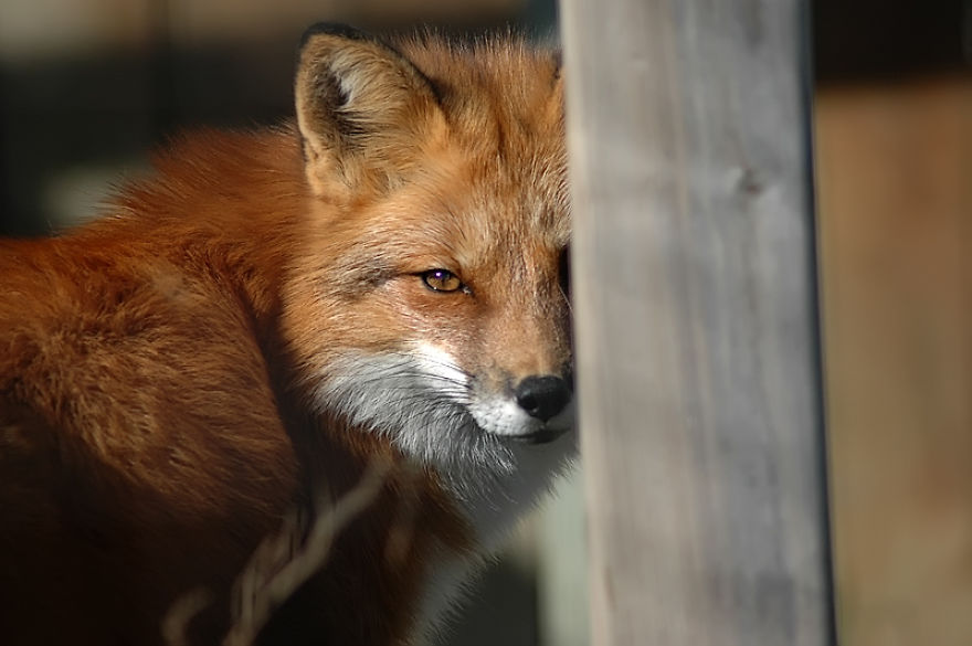 I Shoot Dog-Like Animals And Here Are A Baker’s Dozen Why!