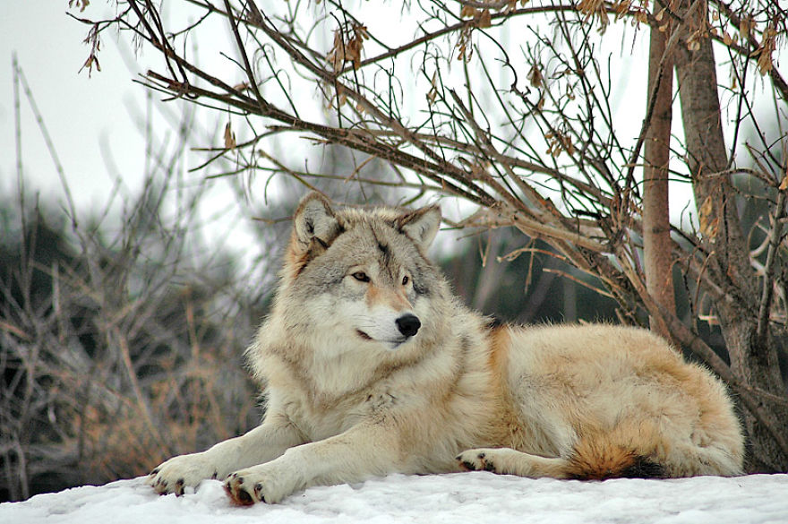 I Shoot Dog-Like Animals And Here Are A Baker’s Dozen Why!