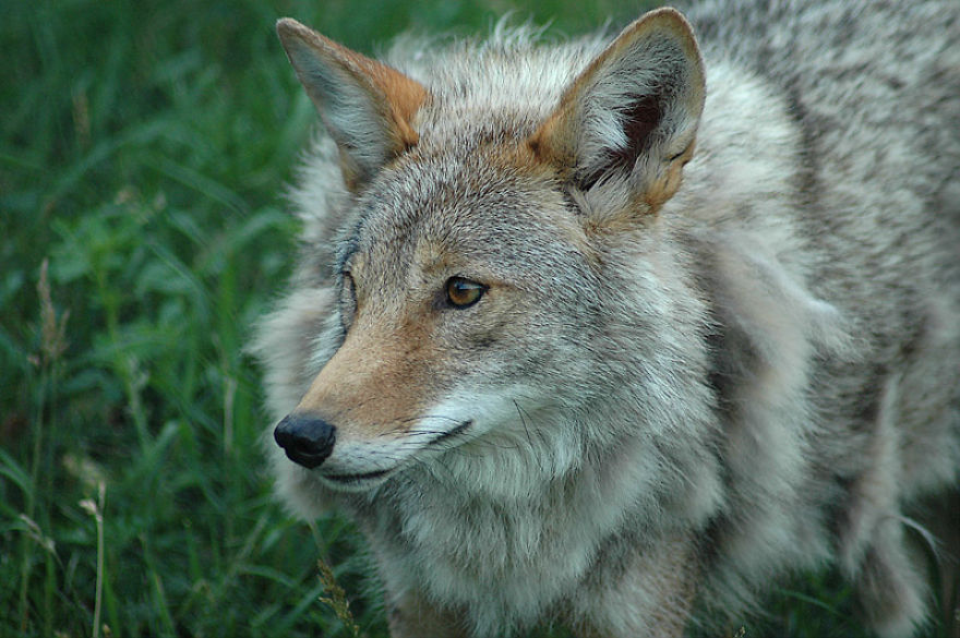 I Shoot Dog-Like Animals And Here Are A Baker’s Dozen Why!