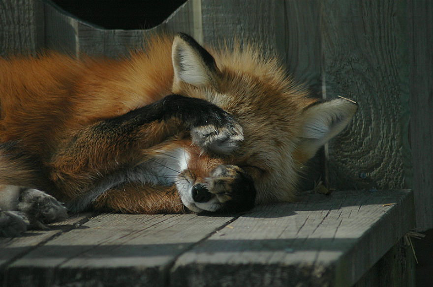 I Shoot Dog-Like Animals And Here Are A Baker’s Dozen Why!