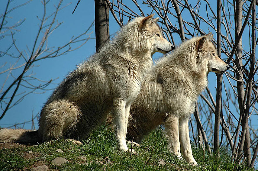 I Shoot Dog-Like Animals And Here Are A Baker’s Dozen Why!