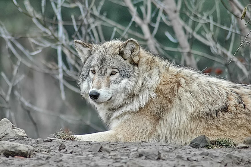 I Shoot Dog-Like Animals And Here Are A Baker’s Dozen Why!