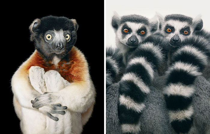Photographer Spends 2 Years Photographing Animals That May Soon Be Extinct, And It Breaks Our Hearts Photographer Spends 2 Years Photographing Animals That May Soon Be Extinct, And It Breaks Our Hearts