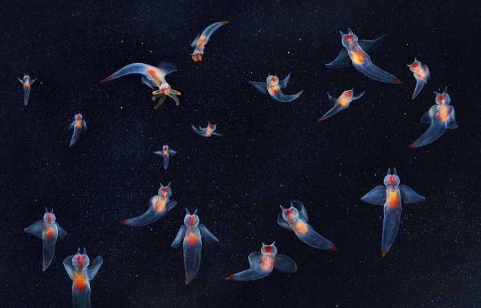 Photographer Spends 2 Years Photographing Animals That May Soon Be Extinct, And It Breaks Our Hearts Photographer Spends 2 Years Photographing Animals That May Soon Be Extinct, And It Breaks Our Hearts