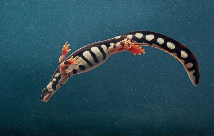 Photographer Spends 2 Years Photographing Animals That May Soon Be Extinct, And It Breaks Our Hearts Photographer Spends 2 Years Photographing Animals That May Soon Be Extinct, And It Breaks Our Hearts