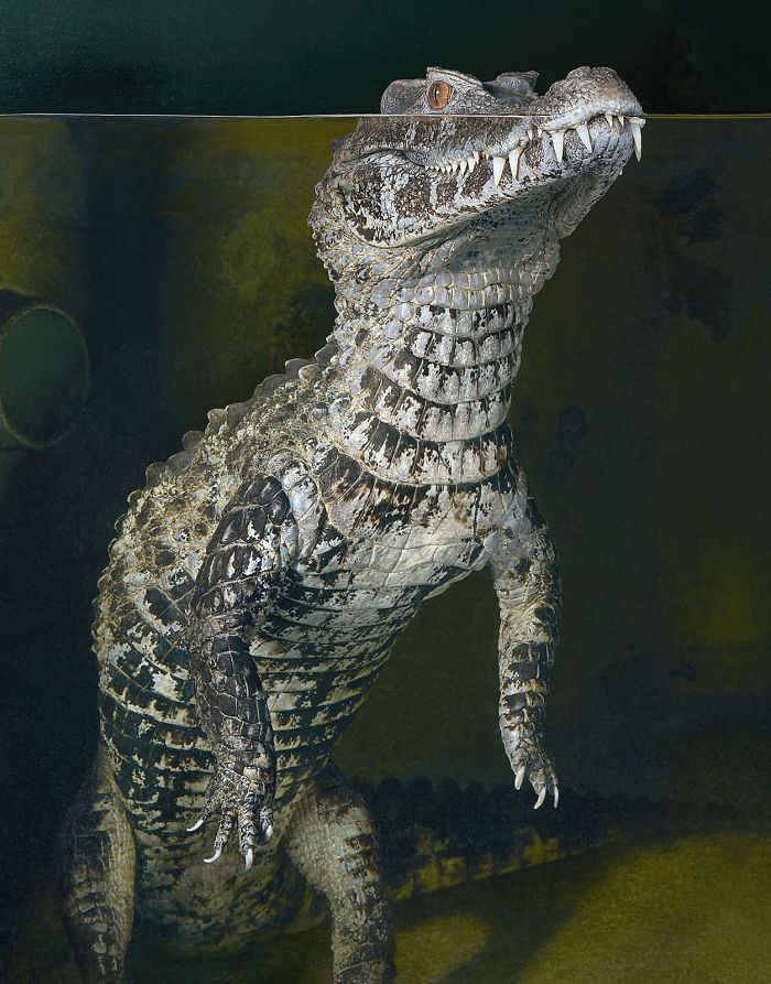 Photographer Spends 2 Years Photographing Animals That May Soon Be Extinct, And It Breaks Our Hearts Photographer Spends 2 Years Photographing Animals That May Soon Be Extinct, And It Breaks Our Hearts