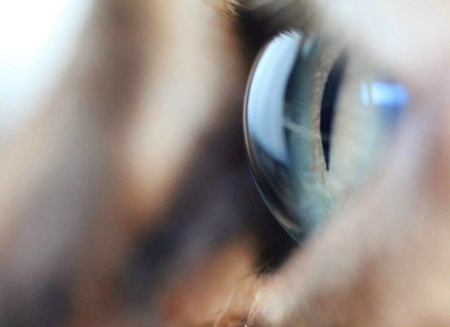Fascinating Photographs Of Cat’s Eyes By Tina Engstrøm Grytdal Fascinating Photographs Of Cat’s Eyes By Tina Engstrøm Grytdal