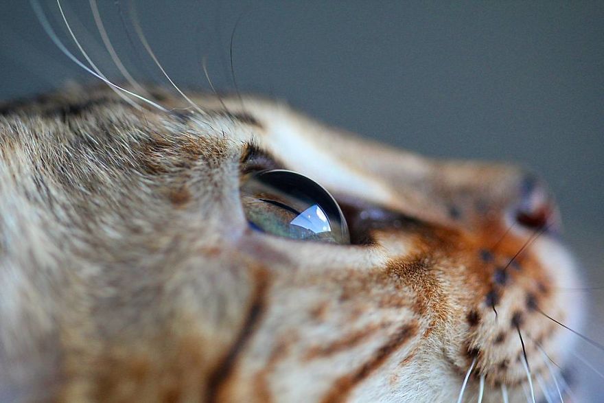 Fascinating Photographs Of Cat’s Eyes By Tina Engstrøm Grytdal Fascinating Photographs Of Cat’s Eyes By Tina Engstrøm Grytdal