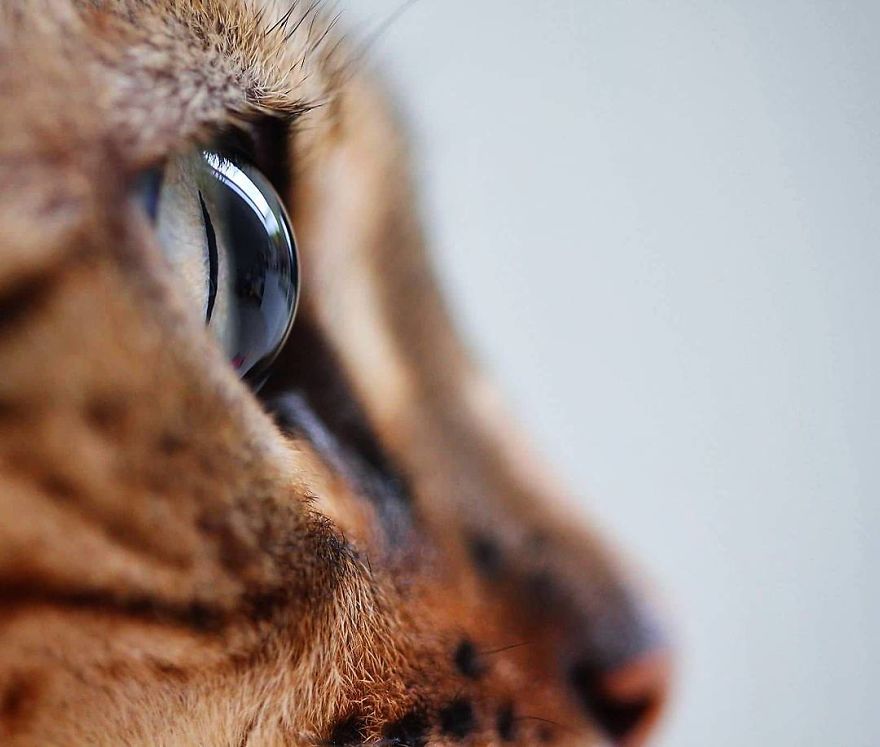 Fascinating Photographs Of Cat’s Eyes By Tina Engstrøm Grytdal Fascinating Photographs Of Cat’s Eyes By Tina Engstrøm Grytdal