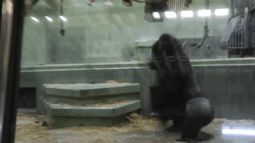 People Are Comparing This Ridiculously Photogenic Gorilla To George Clooney And We Can’t Handle It