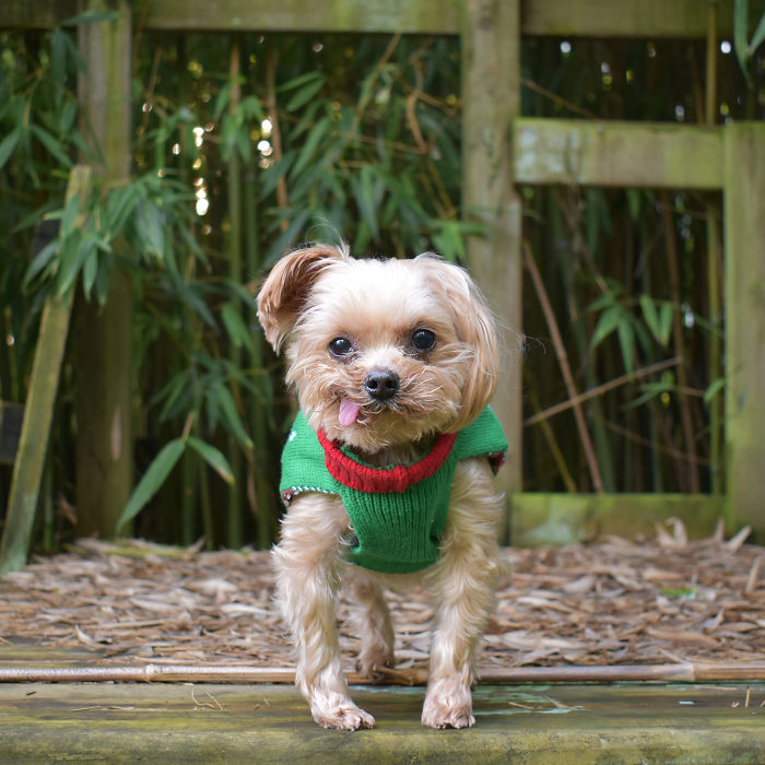 We Rescued A Puppy From Hong Kong Puppy Mill In A Very Bad State And Turned Her Life Around We Rescued A Puppy From Hong Kong Puppy Mill In A Very Bad State And Turned Her Life Around