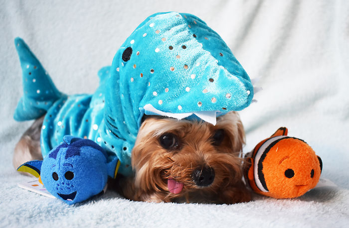 We Rescued A Puppy From Hong Kong Puppy Mill In A Very Bad State And Turned Her Life Around We Rescued A Puppy From Hong Kong Puppy Mill In A Very Bad State And Turned Her Life Around