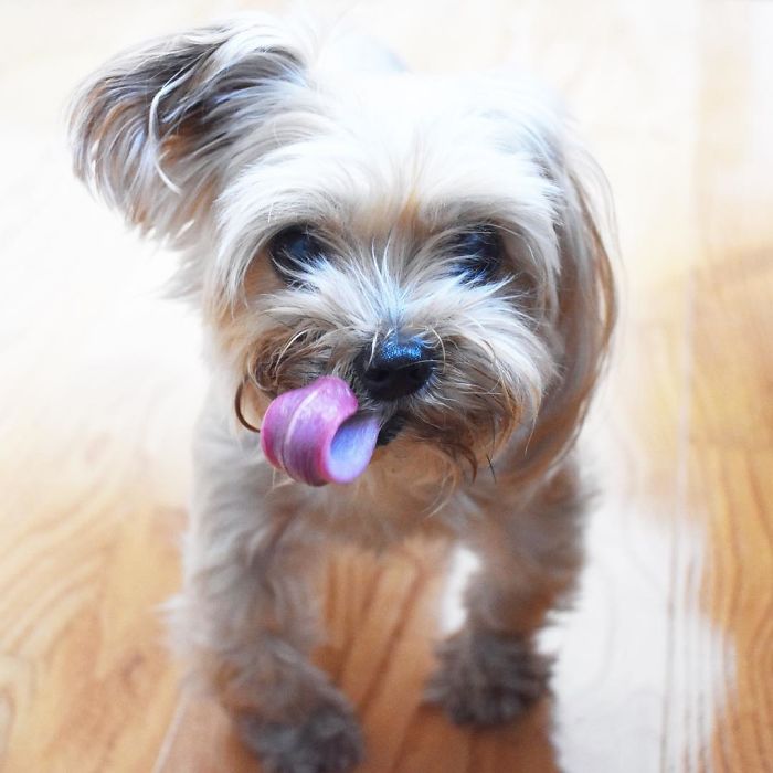 We Rescued A Puppy From Hong Kong Puppy Mill In A Very Bad State And Turned Her Life Around We Rescued A Puppy From Hong Kong Puppy Mill In A Very Bad State And Turned Her Life Around