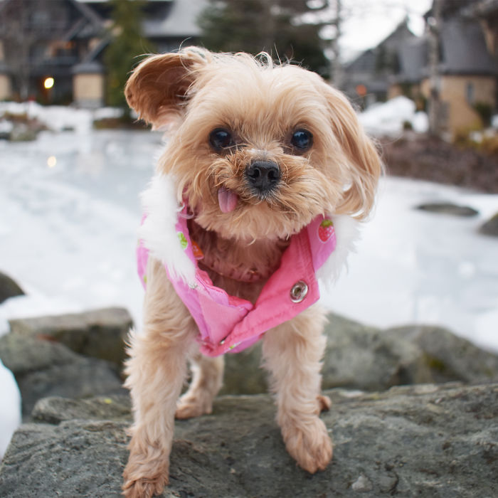 We Rescued A Puppy From Hong Kong Puppy Mill In A Very Bad State And Turned Her Life Around We Rescued A Puppy From Hong Kong Puppy Mill In A Very Bad State And Turned Her Life Around