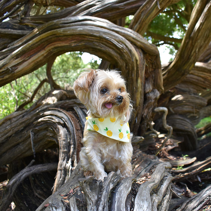 We Rescued A Puppy From Hong Kong Puppy Mill In A Very Bad State And Turned Her Life Around We Rescued A Puppy From Hong Kong Puppy Mill In A Very Bad State And Turned Her Life Around