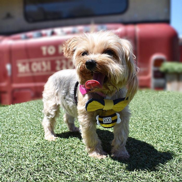 We Rescued A Puppy From Hong Kong Puppy Mill In A Very Bad State And Turned Her Life Around We Rescued A Puppy From Hong Kong Puppy Mill In A Very Bad State And Turned Her Life Around