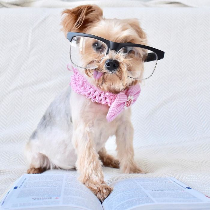 We Rescued A Puppy From Hong Kong Puppy Mill In A Very Bad State And Turned Her Life Around We Rescued A Puppy From Hong Kong Puppy Mill In A Very Bad State And Turned Her Life Around