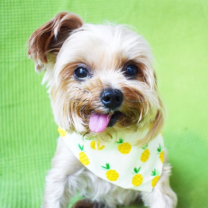 We Rescued A Puppy From Hong Kong Puppy Mill In A Very Bad State And Turned Her Life Around We Rescued A Puppy From Hong Kong Puppy Mill In A Very Bad State And Turned Her Life Around