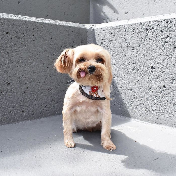 We Rescued A Puppy From Hong Kong Puppy Mill In A Very Bad State And Turned Her Life Around We Rescued A Puppy From Hong Kong Puppy Mill In A Very Bad State And Turned Her Life Around