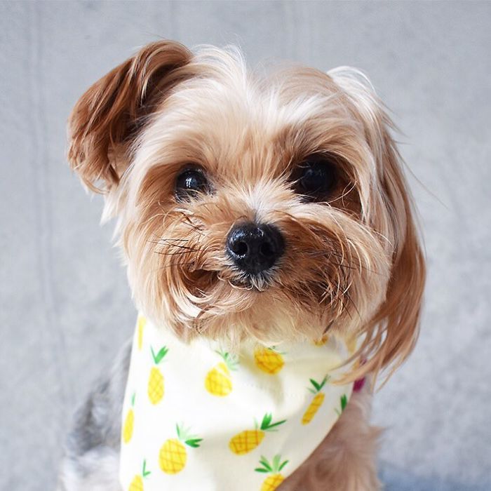 We Rescued A Puppy From Hong Kong Puppy Mill In A Very Bad State And Turned Her Life Around We Rescued A Puppy From Hong Kong Puppy Mill In A Very Bad State And Turned Her Life Around