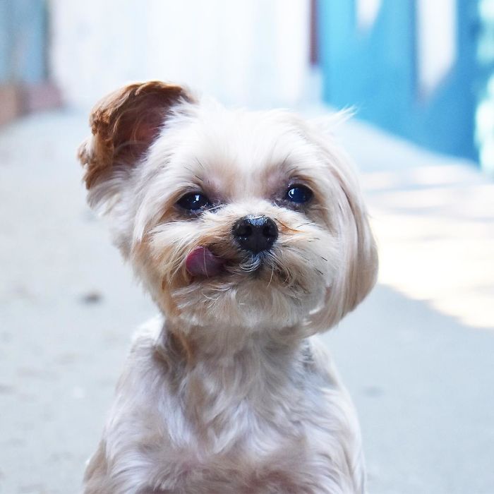 We Rescued A Puppy From Hong Kong Puppy Mill In A Very Bad State And Turned Her Life Around We Rescued A Puppy From Hong Kong Puppy Mill In A Very Bad State And Turned Her Life Around