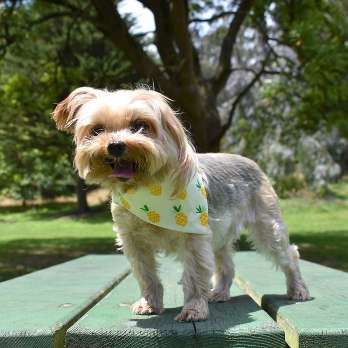 We Rescued A Puppy From Hong Kong Puppy Mill In A Very Bad State And Turned Her Life Around We Rescued A Puppy From Hong Kong Puppy Mill In A Very Bad State And Turned Her Life Around